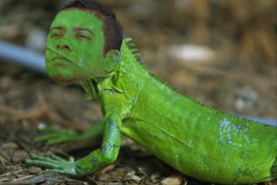 Raros especimenes Iguana-Rata-Dino y Gavilan